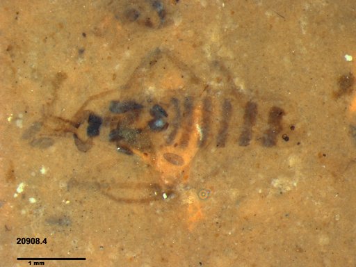Chaoboridae