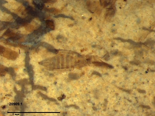 Genus sp