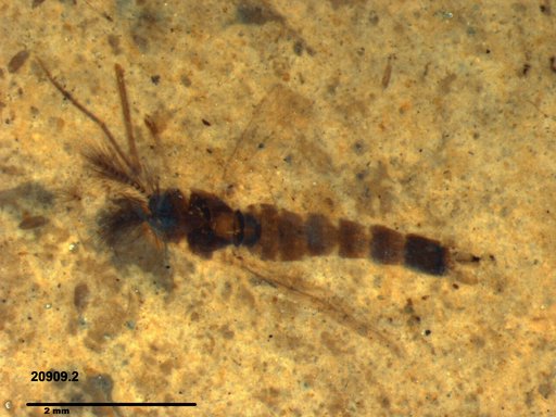 Chaoboridae