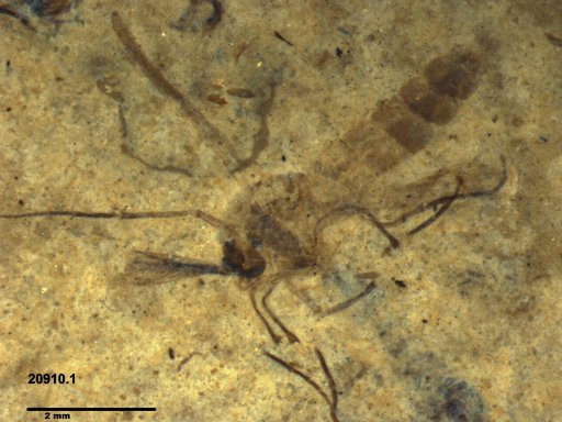Diptera