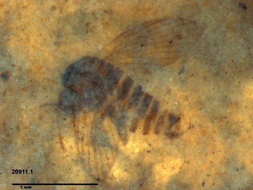 Psychodidae
