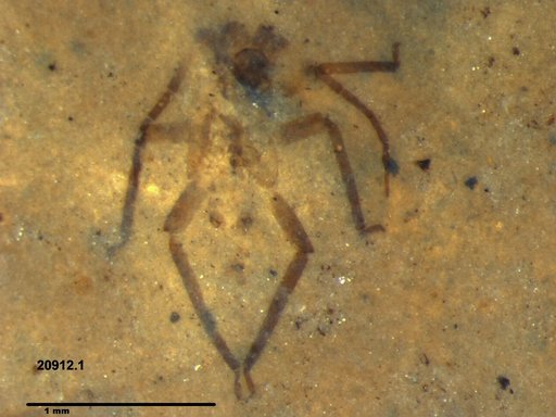 Genus sp