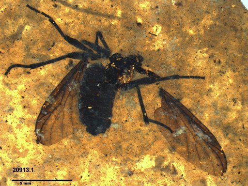 Genus sp