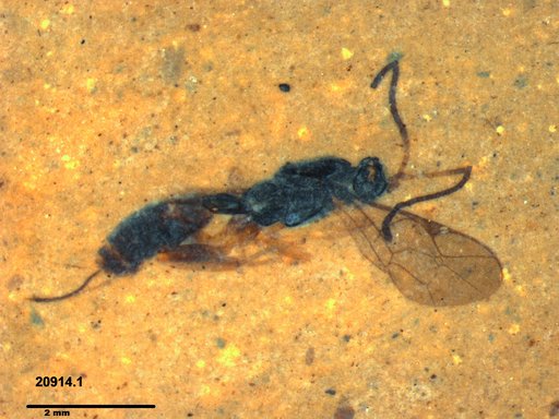 Ichneumonidae