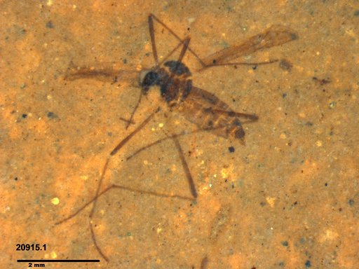 Diptera
