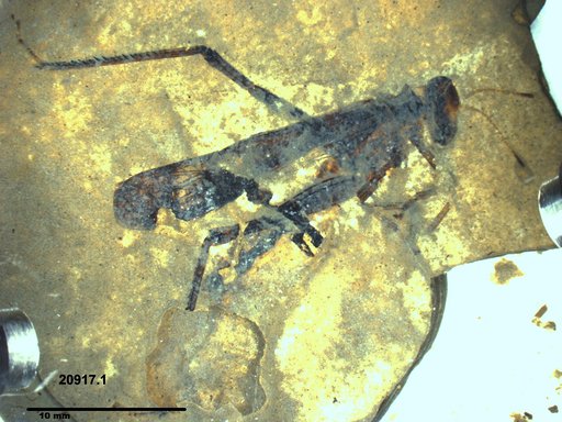 Genus sp