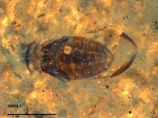 Corixidae