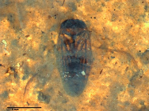 Corixidae