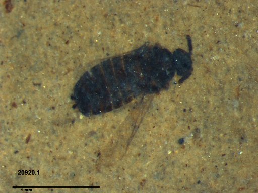 Diptera