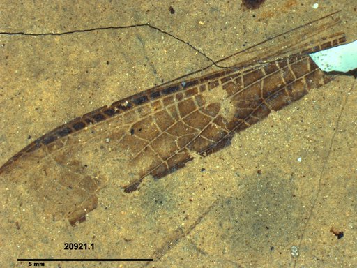 Genus sp