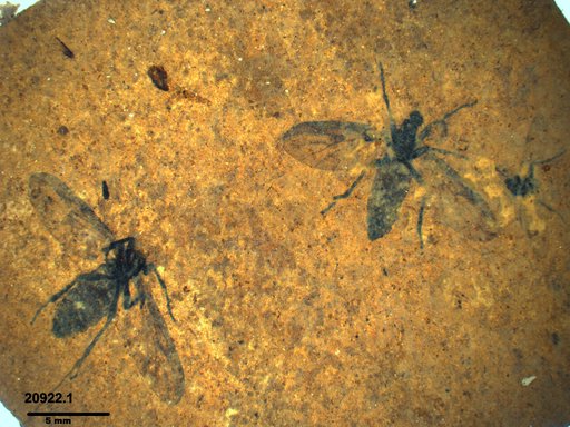 Genus sp