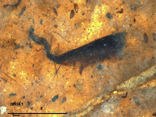 Tracheophyta