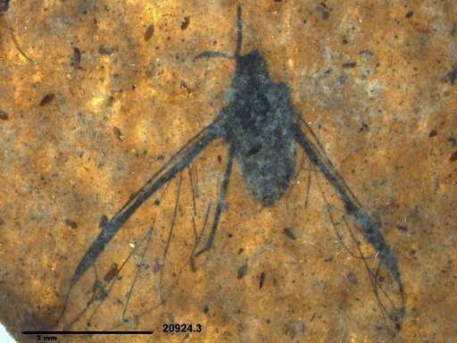 Aphididae