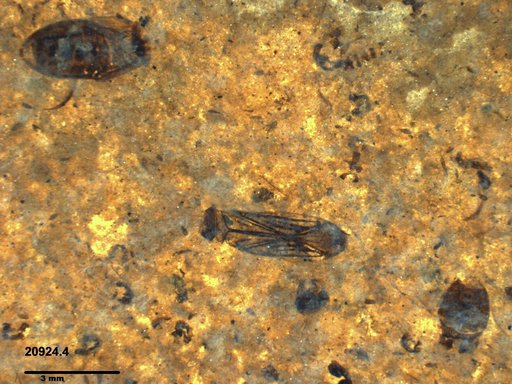 Corixidae