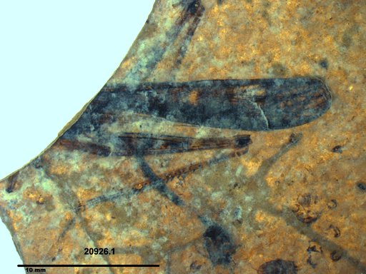 Genus sp