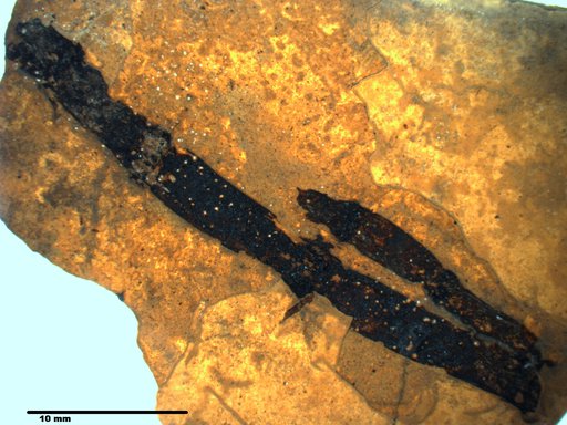 Tracheophyta