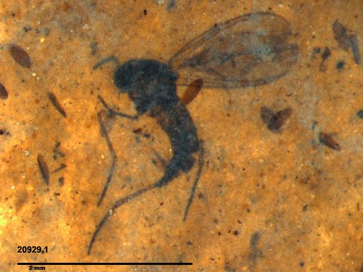 Diptera