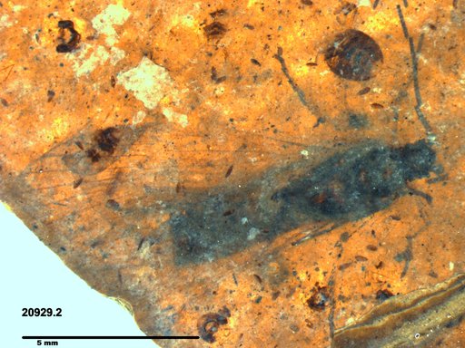 Genus sp