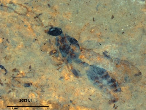Formicidae