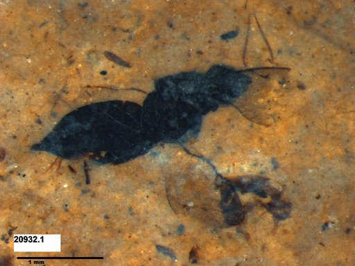 Genus sp