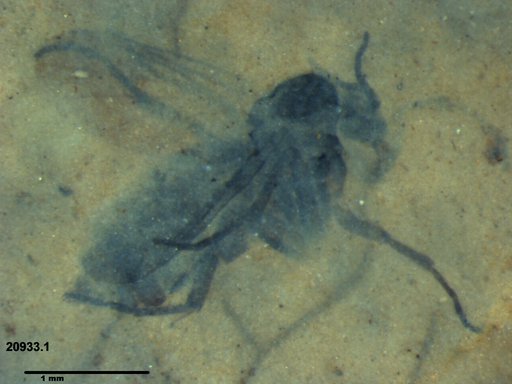 Diptera