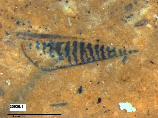 Genus sp