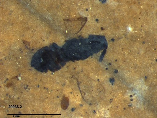 Genus sp