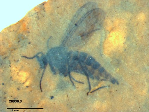 Sciaridae