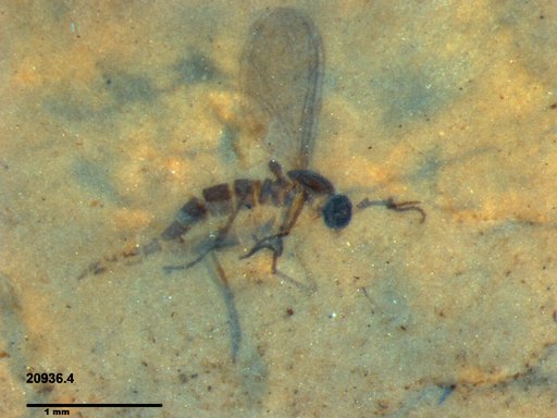 Diptera