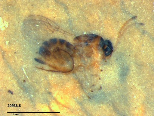 Genus sp