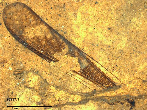 Genus sp