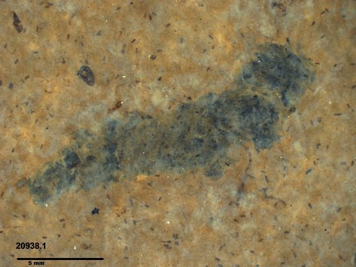 Genus sp