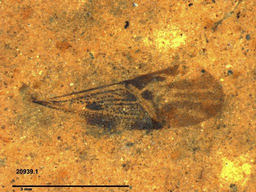 Genus sp