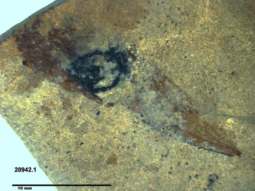 Tracheophyta