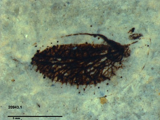 Tracheophyta