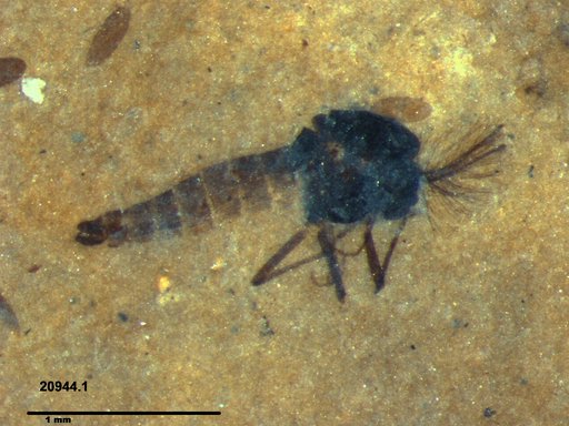Diptera