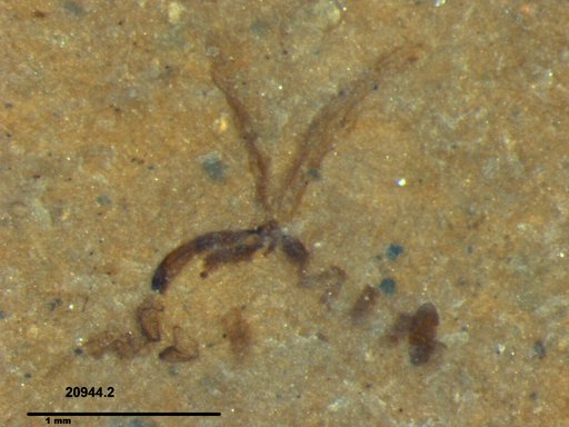 Chaoboridae