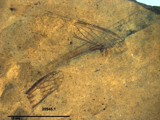 Insecta