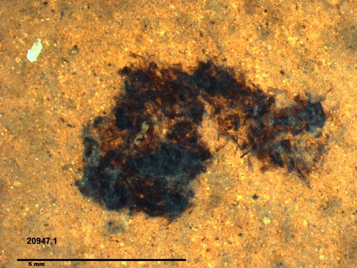 Genus sp