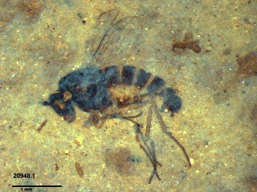 Genus sp.
