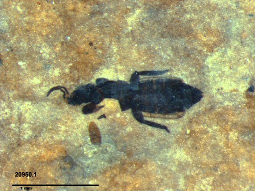 Genus sp