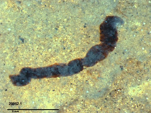 Genus sp