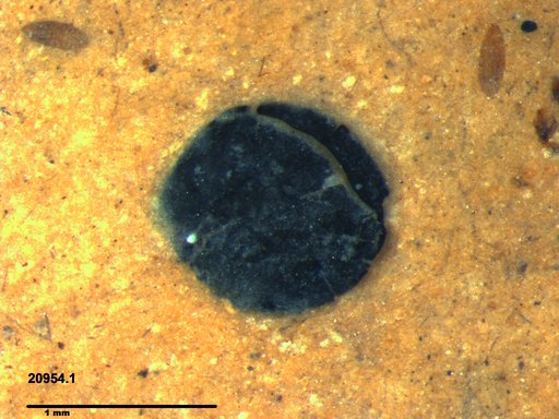 Tracheophyta