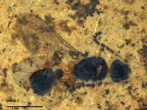 Diapriidae
