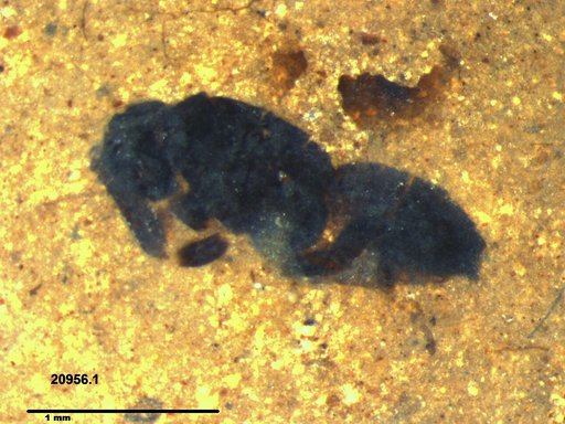 Genus sp