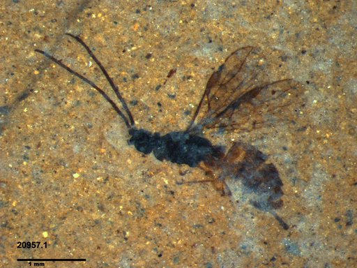 Braconidae