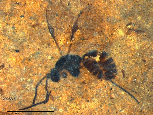 Braconidae