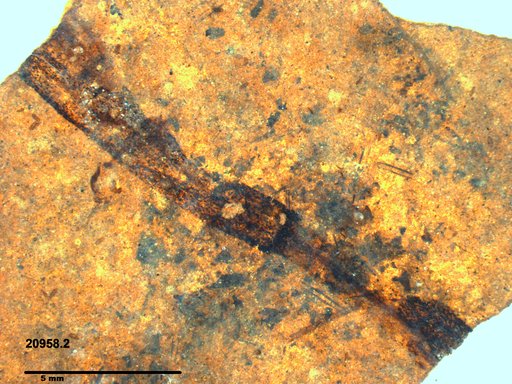 Tracheophyta