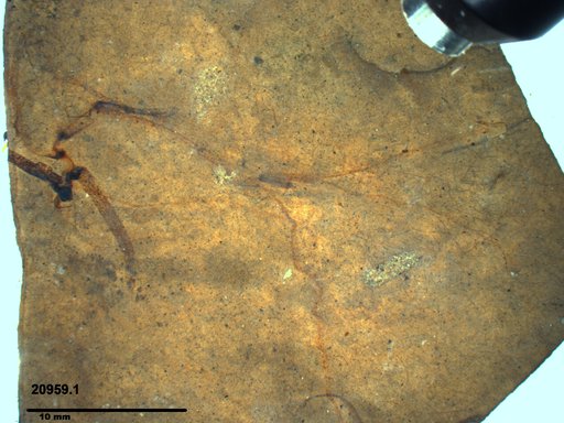 Tracheophyta