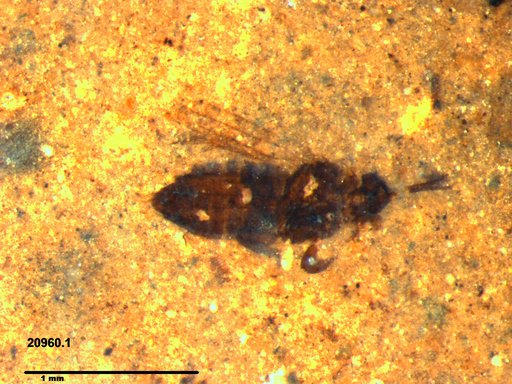 Genus sp